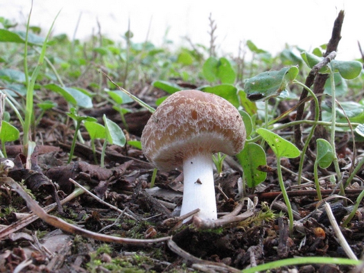 Psathyrella ssp.